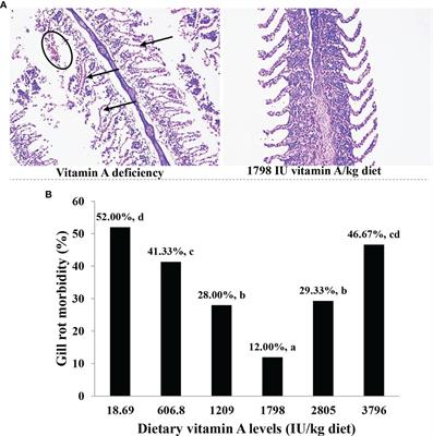New Insight on the Immune Modulation and Physical Barrier Protection Caused by Vitamin A in Fish Gills Infected With <mark class="highlighted">Flavobacterium columnare</mark>